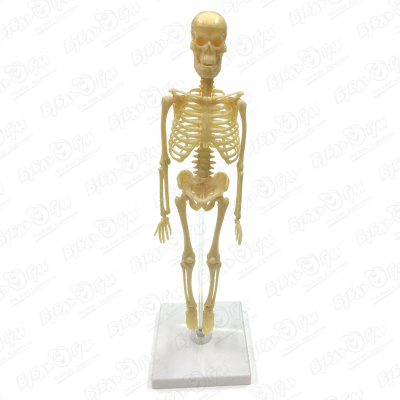 цена Набор исследовательский скелет человека
